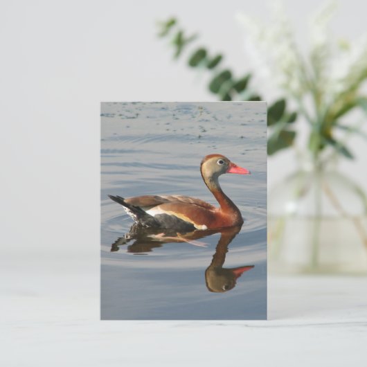 Zwartbuikspiering Briefkaart (Staand voorkant)