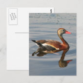 Zwartbuikspiering Briefkaart (Voorkant / Achterkant)