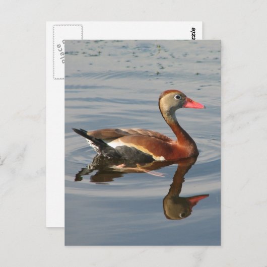 Zwartbuikspiering Briefkaart (Voorkant / Achterkant)