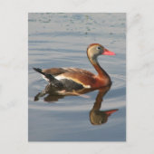 Zwartbuikspiering Briefkaart (Voorkant)