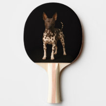 Zwarte 4 Luxe pingpongpaddle, Haarlose Terrier