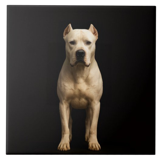 Zwarte 4 Luxe Tegel met Krachtige Dogo Argentino Tegeltje (Voorkant)
