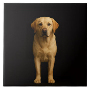 Zwarte 4 Luxe-tegel met minimalistische Labrador Tegeltje