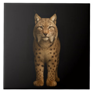 Zwarte 4 Luxe-tegel met stille lynx Tegeltje
