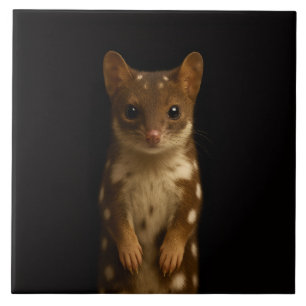 Zwarte 4 Luxe-tegel met Sweet Quoll Tegeltje