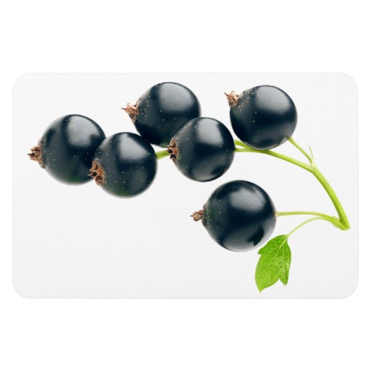 Zwarte aaltjes magneet (Horizontaal)