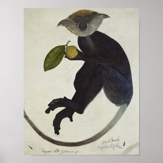 Zwarte aap poster (Voorkant)