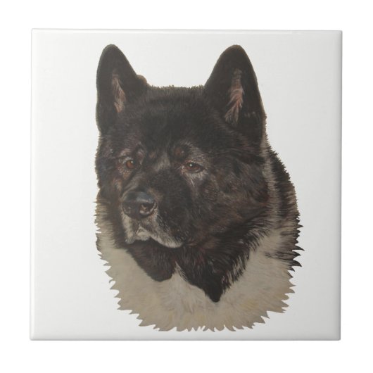 Zwarte Akita met witte borst Hond Portret Kunst Tegeltje (Voorkant)