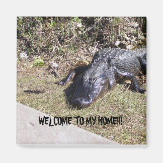 Zwarte Alligator Verwelkomt U in Zijn Huis Magneet