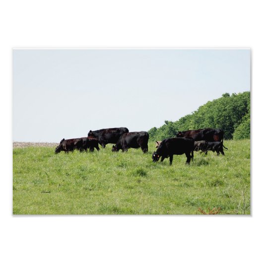 Zwarte Angus-foto's van Cattle Black Foto Afdruk (Voorkant)