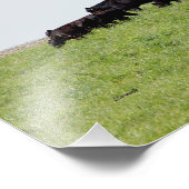 Zwarte Angus-foto's van Cattle Black Foto Afdruk (Hoek)