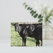 Zwarte Angus Heifer Calves Briefkaart (Staand voorkant)
