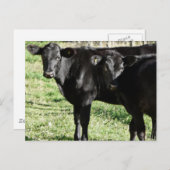 Zwarte Angus Heifer Calves Briefkaart (Voorkant / Achterkant)