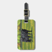 Zwarte Angus-Koe en Cute Calf in zomerperiode Bagagelabel (Voorkant verticaal)