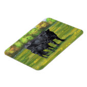 Zwarte Angus-Koe en Cute Calf in zomerperiode Magneet (Linkerzijde)