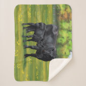 Zwarte Angus-Koe en Cute Calf in zomerperiode Sherpa Deken (Voorkant)