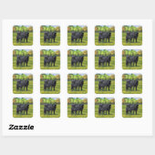 Zwarte Angus-Koe en Cute Calf in zomerperiode Vierkante Sticker (Vel)