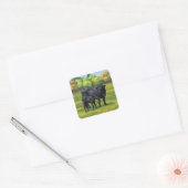 Zwarte Angus-Koe en Cute Calf in zomerperiode Vierkante Sticker (Envelop)