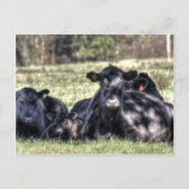 Zwarte Angus-Koeien Briefkaart (Voorkant)