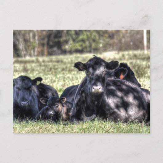 Zwarte Angus-Koeien Briefkaart (Voorkant)