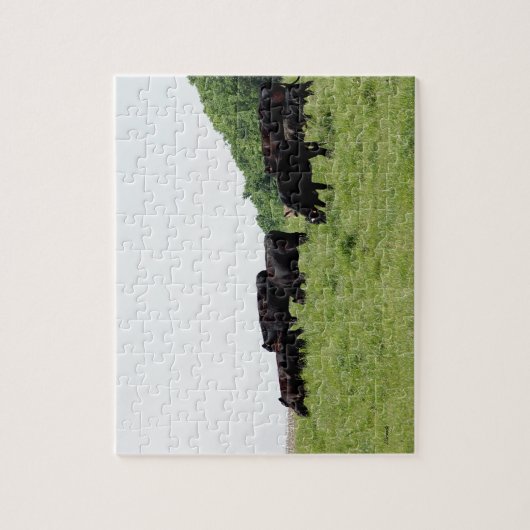 Zwarte Angus Legpuzzel (Verticaal)