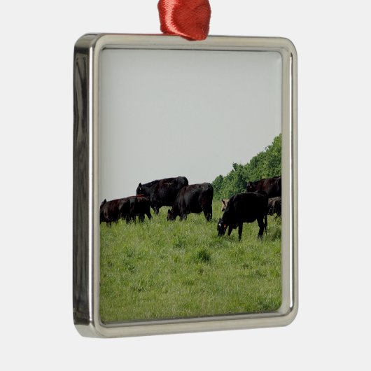 Zwarte Angus Metalen Ornament (Rechts)