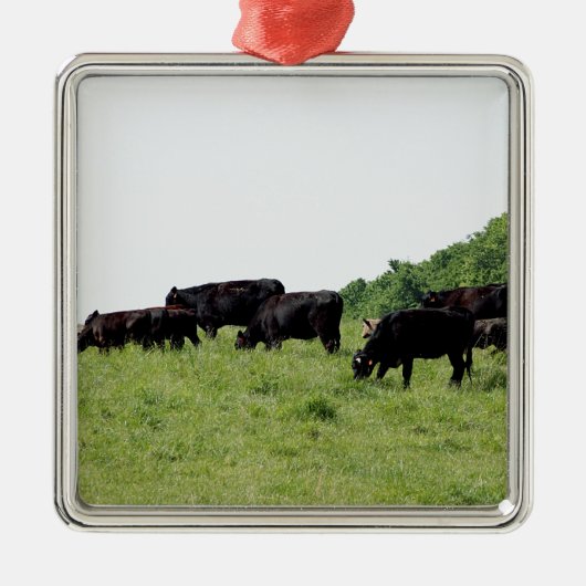 Zwarte Angus Metalen Ornament (Voorkant)