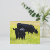 Zwarte Angus Pair in Field Briefkaart (Staand voorkant)