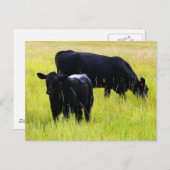 Zwarte Angus Pair in Field Briefkaart (Voorkant / Achterkant)