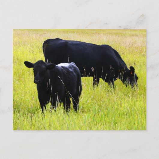 Zwarte Angus Pair in Field Briefkaart (Voorkant)