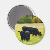 Zwarte Angus Pair in Field Magneet (Voorkant / Achterkant)