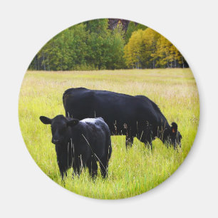 Zwarte Angus Pair in Field Magneet