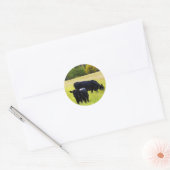 Zwarte Angus Pair in Field Ronde Sticker (Envelop)