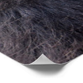 Zwarte appelmoes die een vrucht eten poster (Hoek)