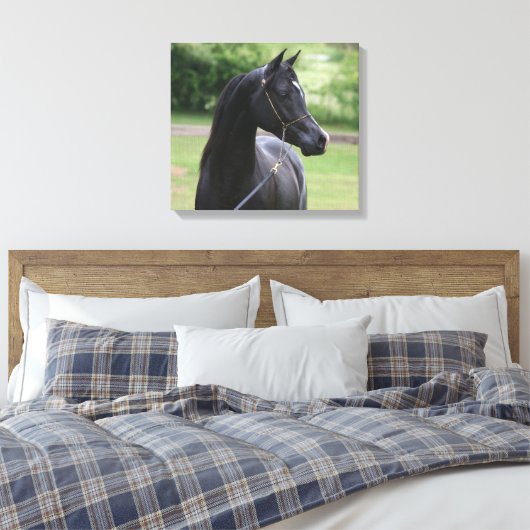 Zwarte Arabische hengst Canvas Afdruk (Insitu (Slaapkamer))