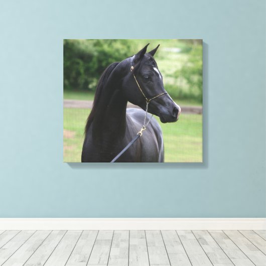 Zwarte Arabische hengst Canvas Afdruk (Insitu (Houten vloer))