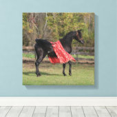 Zwarte Arabische hengst in zijde Canvas Afdruk (Insitu (Houten vloer))