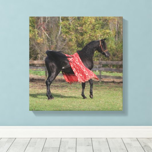 Zwarte Arabische hengst in zijde Canvas Afdruk (Insitu (Houten vloer))