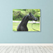 Zwarte Arabische hengst verpakt canvas (Insitu (Houten vloer))
