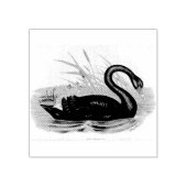 Zwarte Australische zwaan vogel  Rubberstempel (Afrduk)