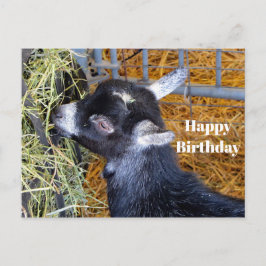 Zwarte babygeit eet hooi foto verjaardag briefkaart
