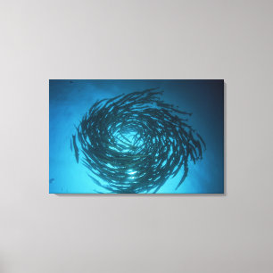 Zwarte barracuda zwemmen in cirkels canvas afdruk