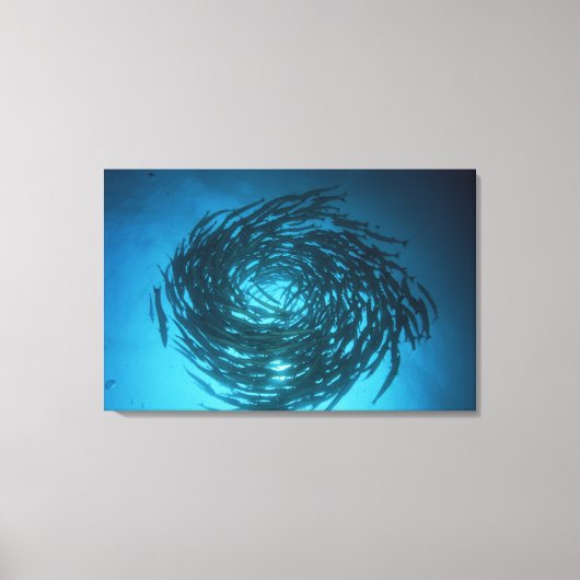 Zwarte barracuda zwemmen in cirkels canvas afdruk (Voorkant)
