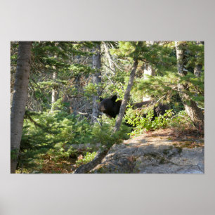 Zwarte beer bij Grand Teton Poster