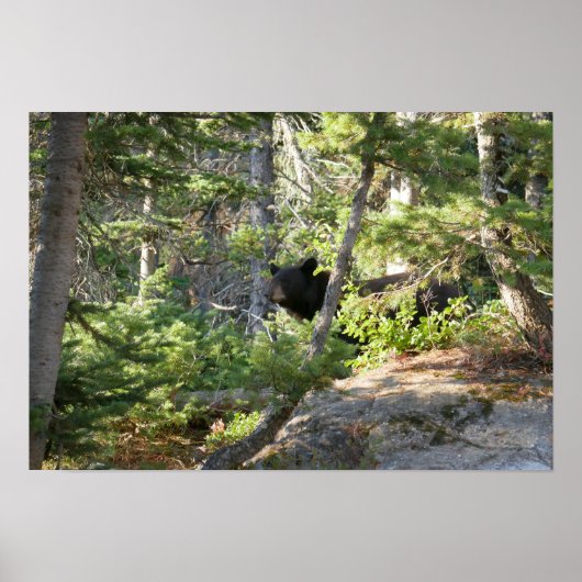 Zwarte beer bij Grand Teton Poster (Voorkant)