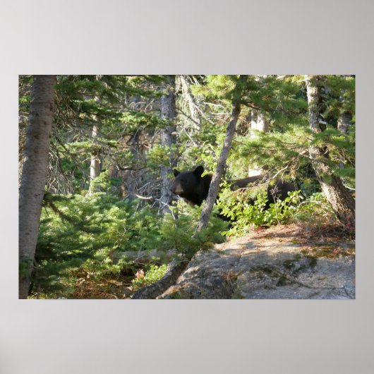 Zwarte beer bij Grand Teton Poster (Voorkant)