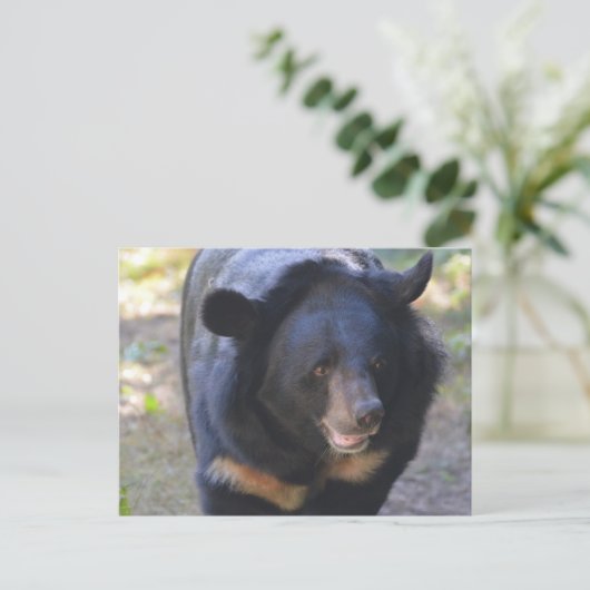 Zwarte Beer Briefkaart (Staand voorkant)