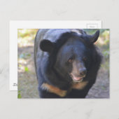 Zwarte Beer Briefkaart (Voorkant / Achterkant)