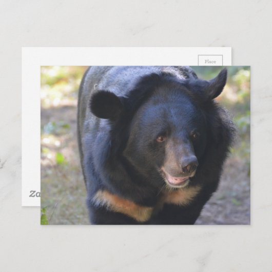 Zwarte Beer Briefkaart (Voorkant / Achterkant)