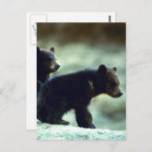 Zwarte Beer Briefkaart (Voorkant / Achterkant)